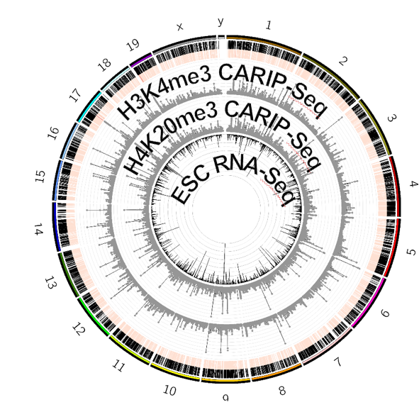CARIP-Seq_circos