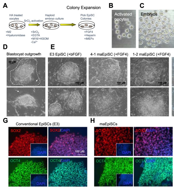 EpiSC_haploid_blastocyst